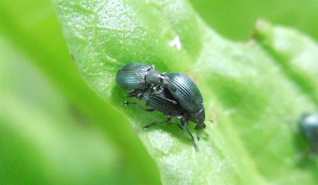 Perapion violaceum (cf.) - Apionidae